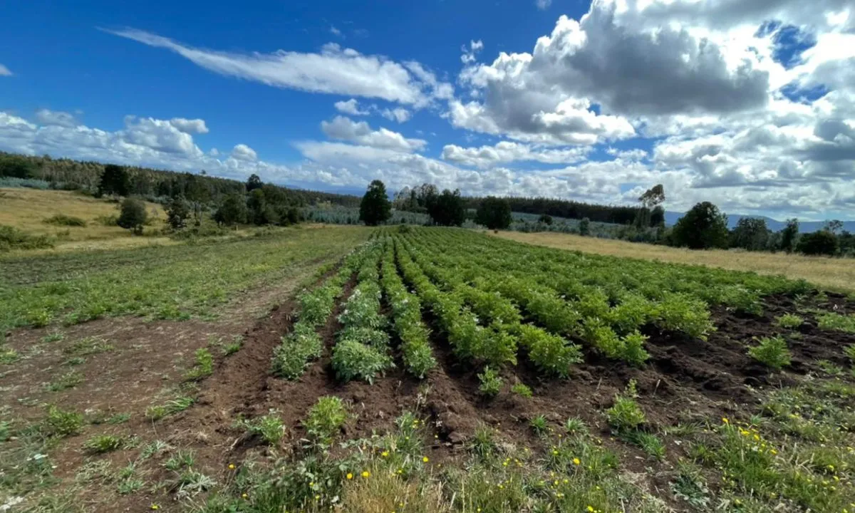 terreno-comuna-de-fresia-04